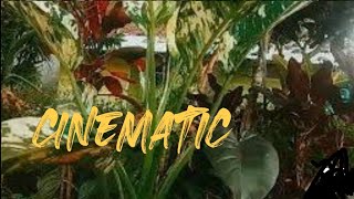 cinematic samping rumah||cinematic video||