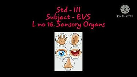 Std: 3: EVS: chp 16: Sensory Organs.
