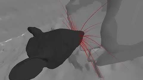 First 3D simulation of rat’s complete whisker system