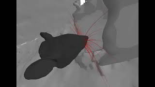 First 3D simulation of rat’s complete whisker system