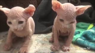 Sphynx Elf Kittens 1 month old - Hypoallergenic Devon Rex Sphynx Elves by Devon Rex Kittens NJ 115 views 3 years ago 6 minutes, 45 seconds