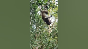 Wildlife monkey in Amber troop #wildlifeentertainment #monkey #animallife #babymonkey