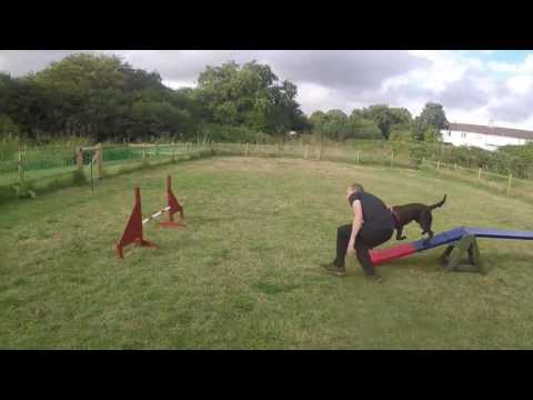 nosey barker fun agility