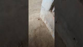 my two video viral 🔥 #short #trending #video #viral #shorts #twovideo