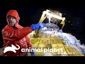 Veterano da tripulação ameaça o capitão do Time Bandit | Pesca Mortal | Animal Planet Brasil