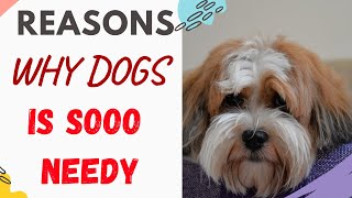 Why Is My Dog So Needy - (Explained with Reasons) and what to do to help
