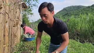 The doctor's father had no choice but to ask for help from SÌN MẬN.