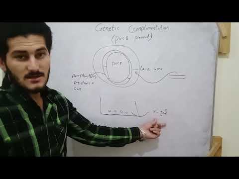 Pvc8 plasmid genetic complementation by undefined learning with simple way