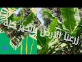 زرعنا الارض بالخير كله ورد وفل وبسمه زرعنا الارض زرعنا ورد وفل