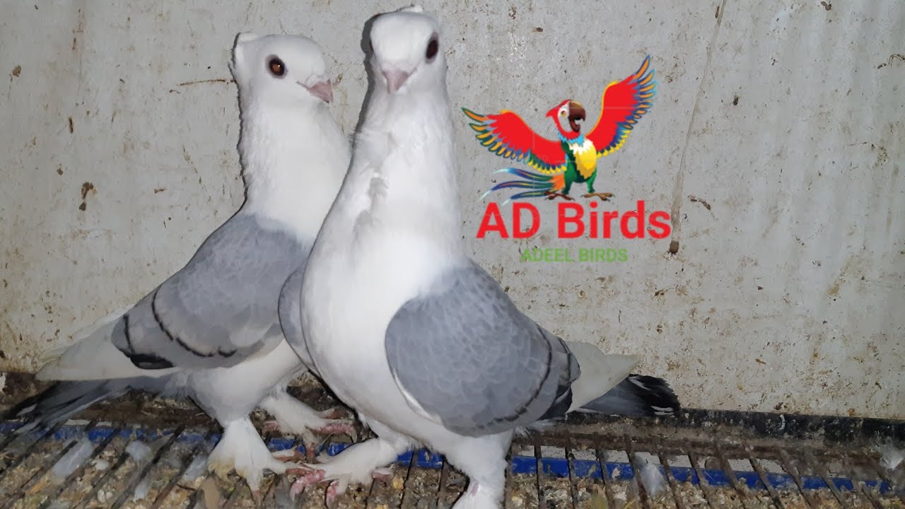 Blue sentient pigeon beautiful male (Adeel Birds ) subscribe channel ...