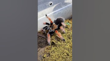 My Beautiful Mexican Fireleg Tarantula (Brachypelma Boehmi) #tarantula #tarantulashorts #spider