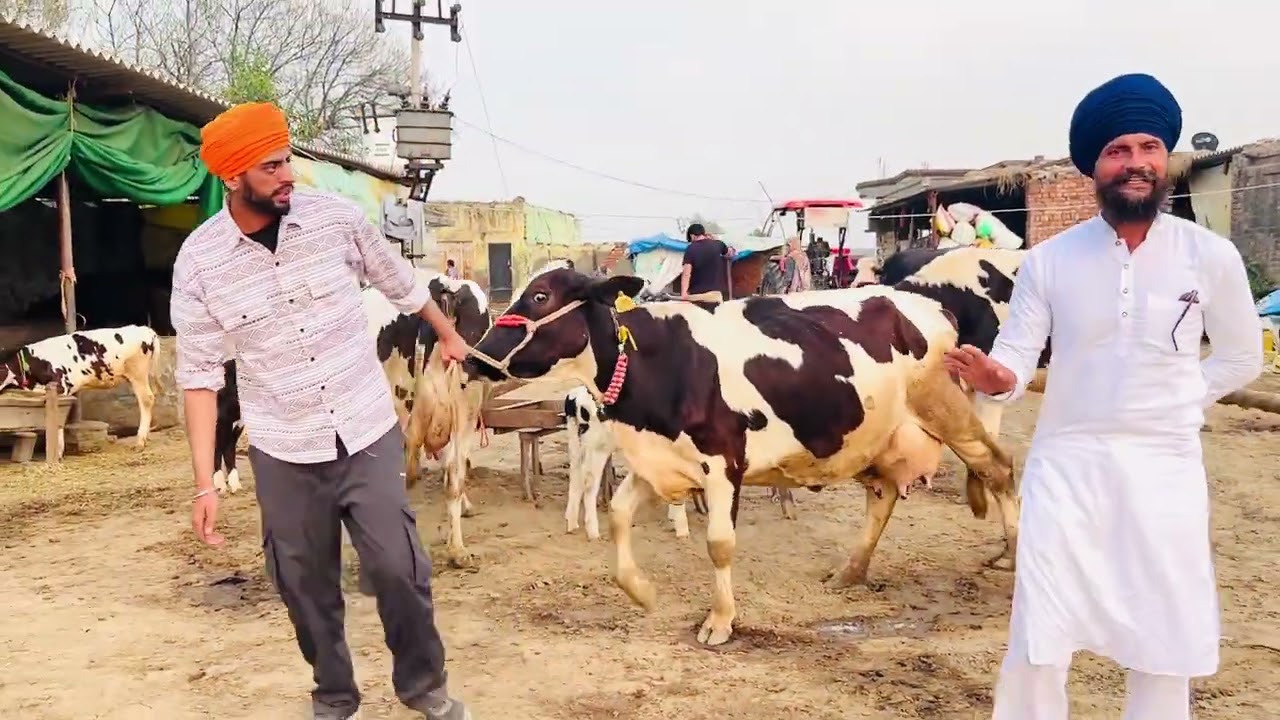 ਰੇਟ 65000 ਨੰਬਰ 7740046954  