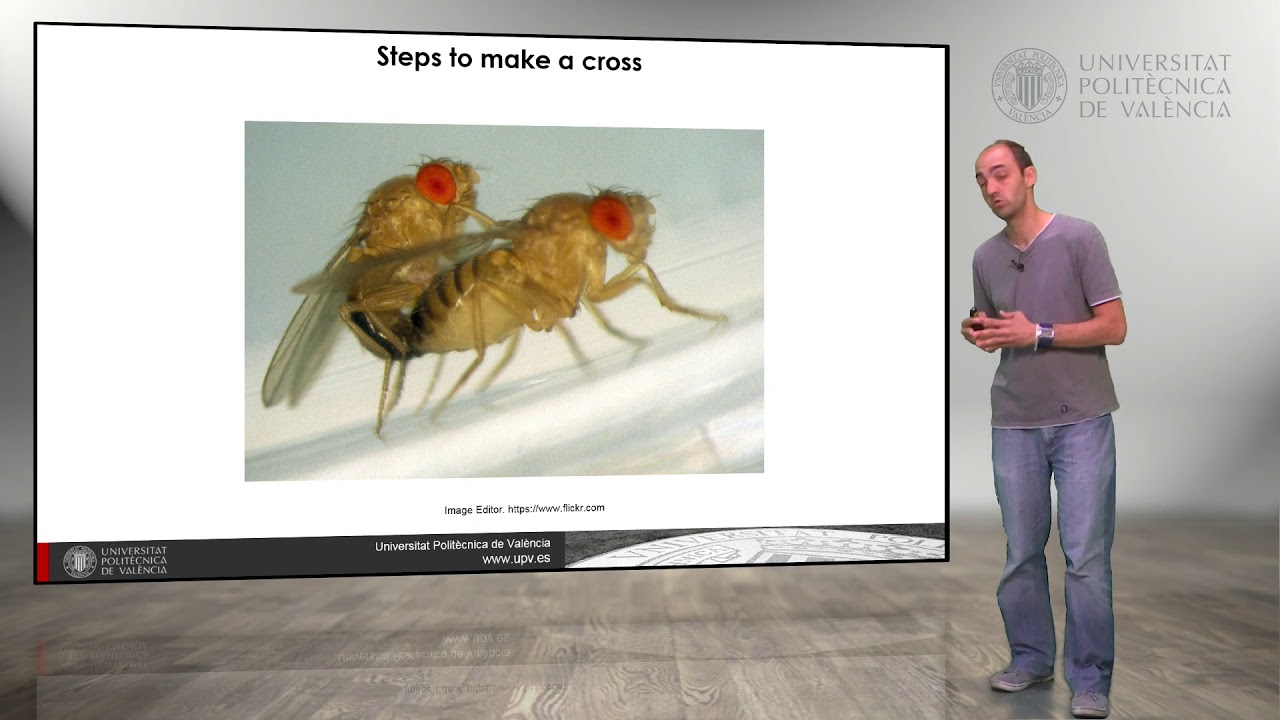 Drosophila melanogaster Make a cross UPV YouTube