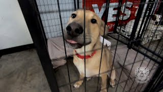 Finding the Perfect Pet with Mission Park Cares