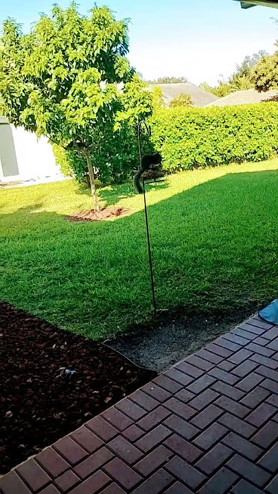 Petee, you Need To Pay Attention. #squirrel #squirrels #pets #animals