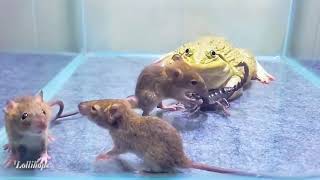Famous Scorpion Rats And Frog Fight | Animal Fight | Scorpion Fight #fight #animals #animal #scorpion #rat Wealth