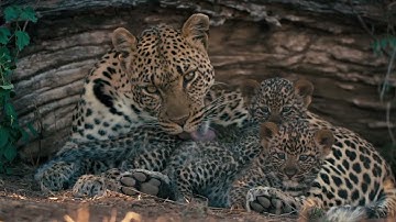 Mashatu: Land of Leopards – Wildlife documentary filmed entirely in Mashatu Game Reserve