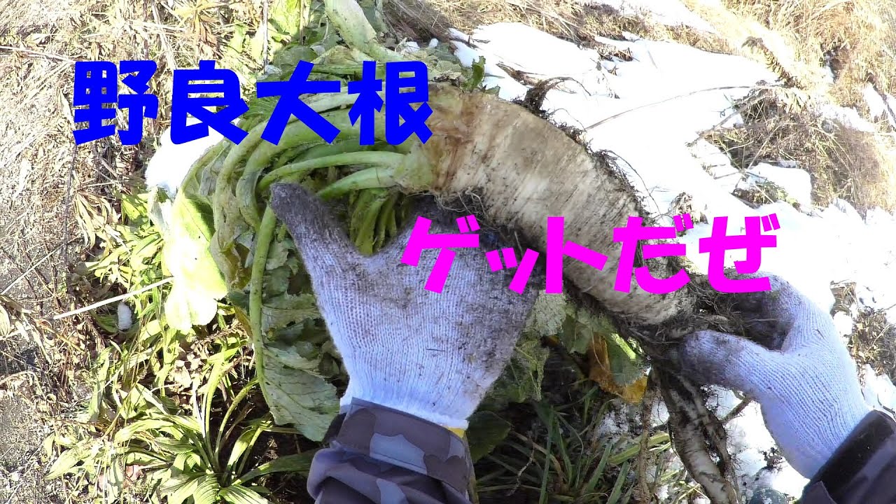 【手軽な野草】魚も虫も捕れないなら草を食べればいいじゃない