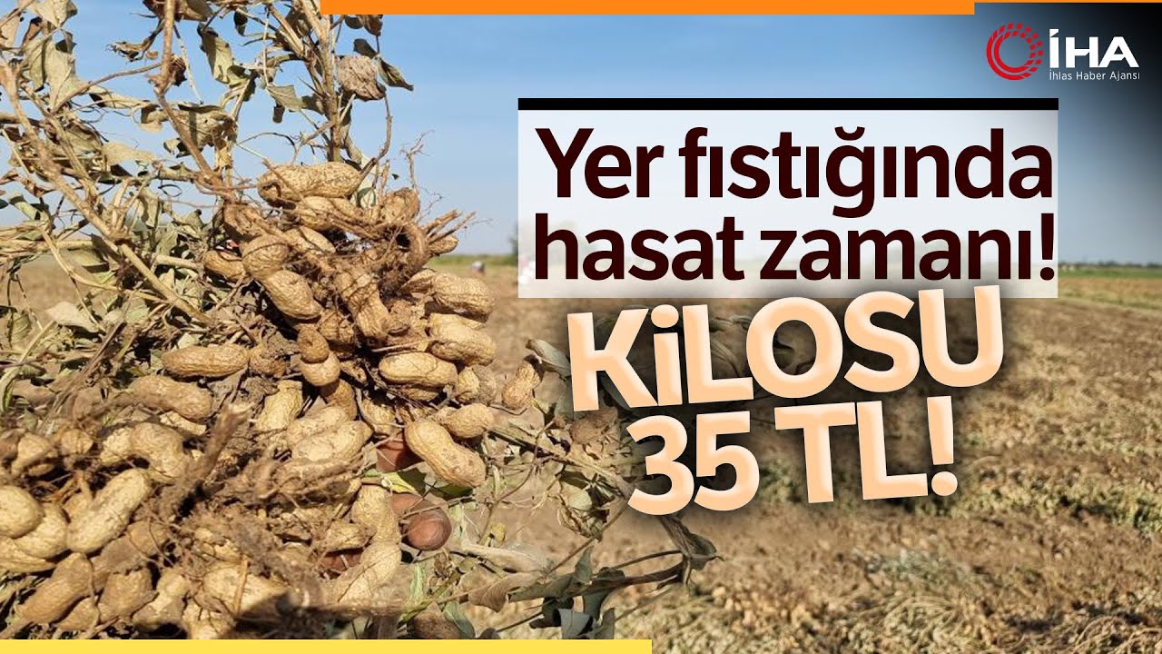 Çukurova'da Çiftçilerin Yer Fıstığı Mesaisi Başladı