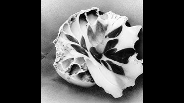 Unlocked | K Allado-McDowell on Neural Media (NM76) 2024