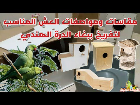 فيديو: كيفية صنع عش الببغاء