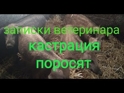 Записки ветеринара. Кастрация двухмесячных поросят.