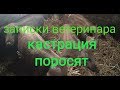 Записки ветеринара. Кастрация двухмесячных поросят.