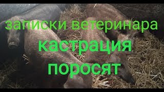 Записки ветеринара. Кастрация двухмесячных поросят.