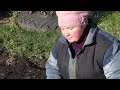 Посадка под зиму - мой опыт/Planting for winter - my experience