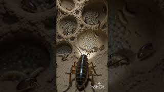 🐜🎥 Ever wondered what life looks like inside a massive termite kingdom?