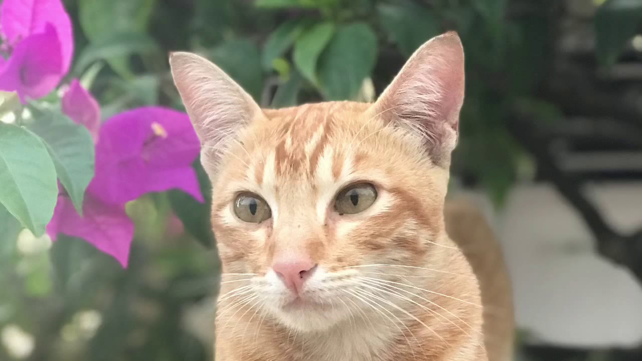 Kucing Siam Mix Kampung : Jual Anak Kucing Kampung Mix Lucu di Jakarta