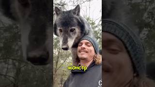 Настоящая Дружба с Волком (@Liondad_1987)
