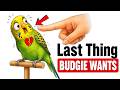 The Last Thing Your Budgie Wants — But You Keep Doing It Anyway