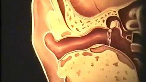 Наружное ухо, морфология барабанной перепонки, сера © The outer ear, eardrum morphology