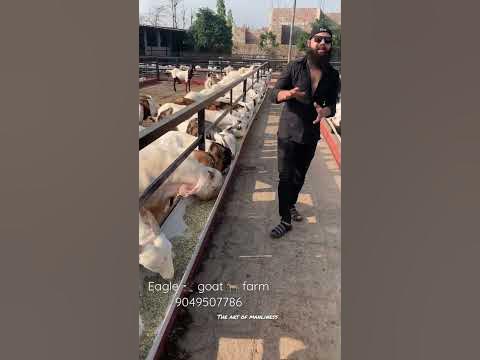 Best goat farm in Mumbai | breeding goat farm | goat farming
