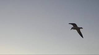 30 April 2026. Morning sky video (32 minutes)