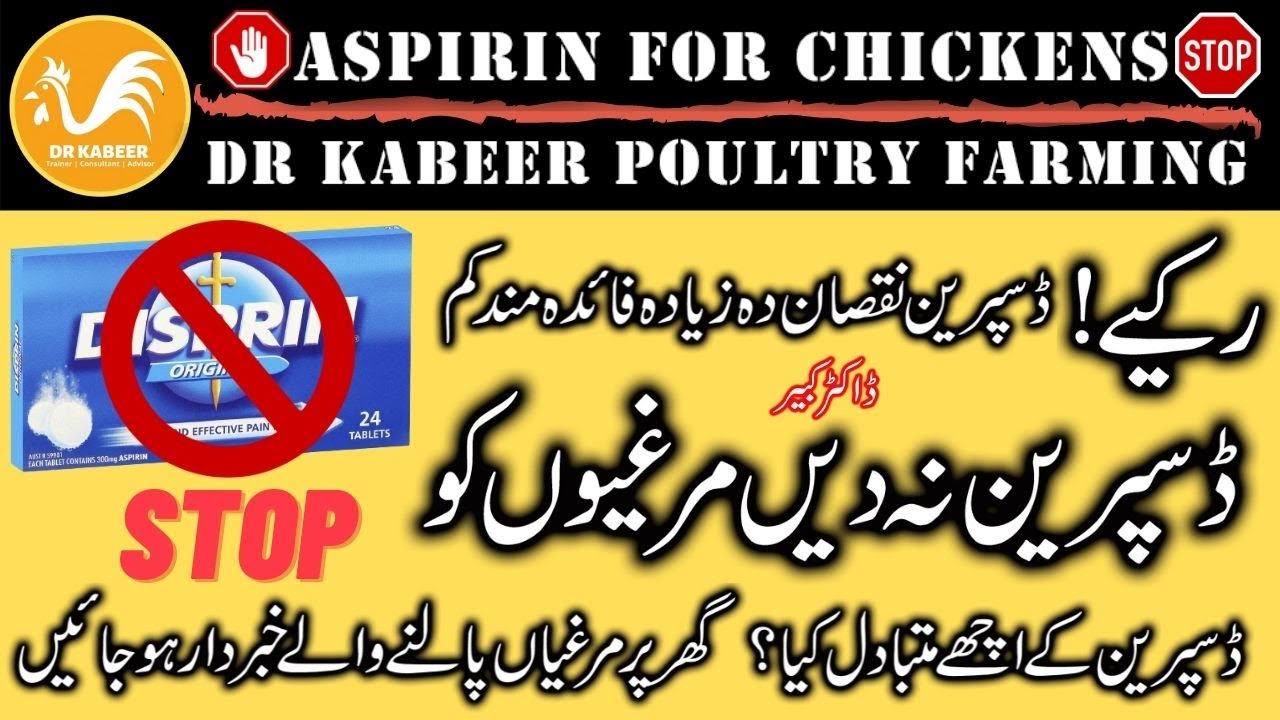 Aspirin For Chickens Disprin Alternative for Poultry Poultry
