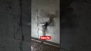 #shortvideo #balloon #funny #memes #comedy #gaming #balloondecoration #cute #art #facts
