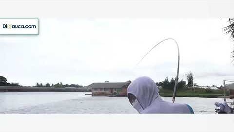 Thu chiến lợi phẩm đầy cá với cần Handing Điếu Vương