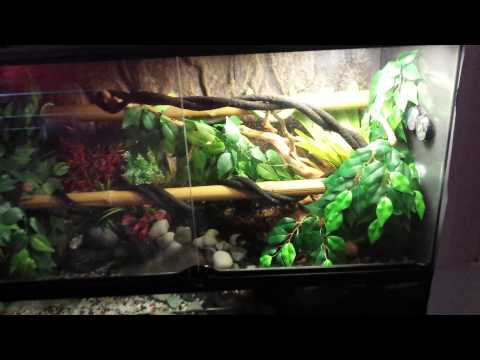 Green tree python enclosure with water feature