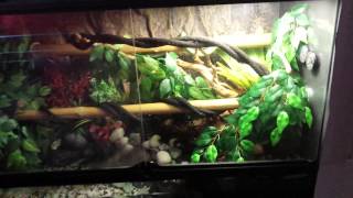 Green tree python enclosure with water feature