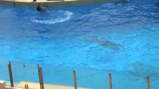 DSCF5132.avi