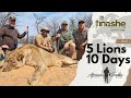 The Ultimate Lion Hunting Experience: 5 Lions in 10 Days. Tinashe Outfitters (Full Film)