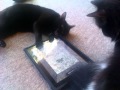 Game for cats on ipad! I think roxy and annie like