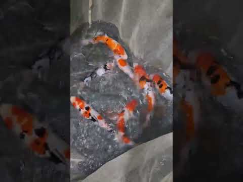 #exoticpetsintamil #petsofinstagram #petlover #Japanese koi #fishlovers #aqaurium