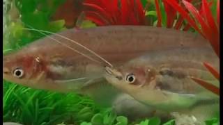 Ikan Selais (Kryptopterus lais) Sobat Berkumis dari Riau
