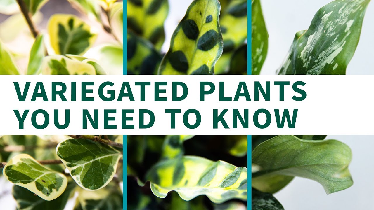 Variegated Plants You Need to Know - YouTube Video Guide