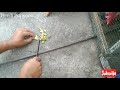 🐔 BROILER MAKAN TERONG KULIT HIJAU