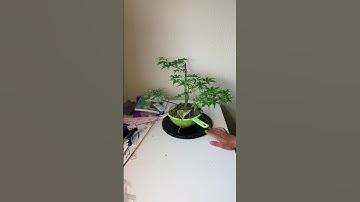 Update on my “Ukigumo” Japanese maple prebonsai triplets: the middle (Spring 2021)