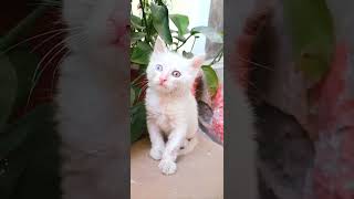 beautiful eyes #kitten #animalshorts #ytviral #trending